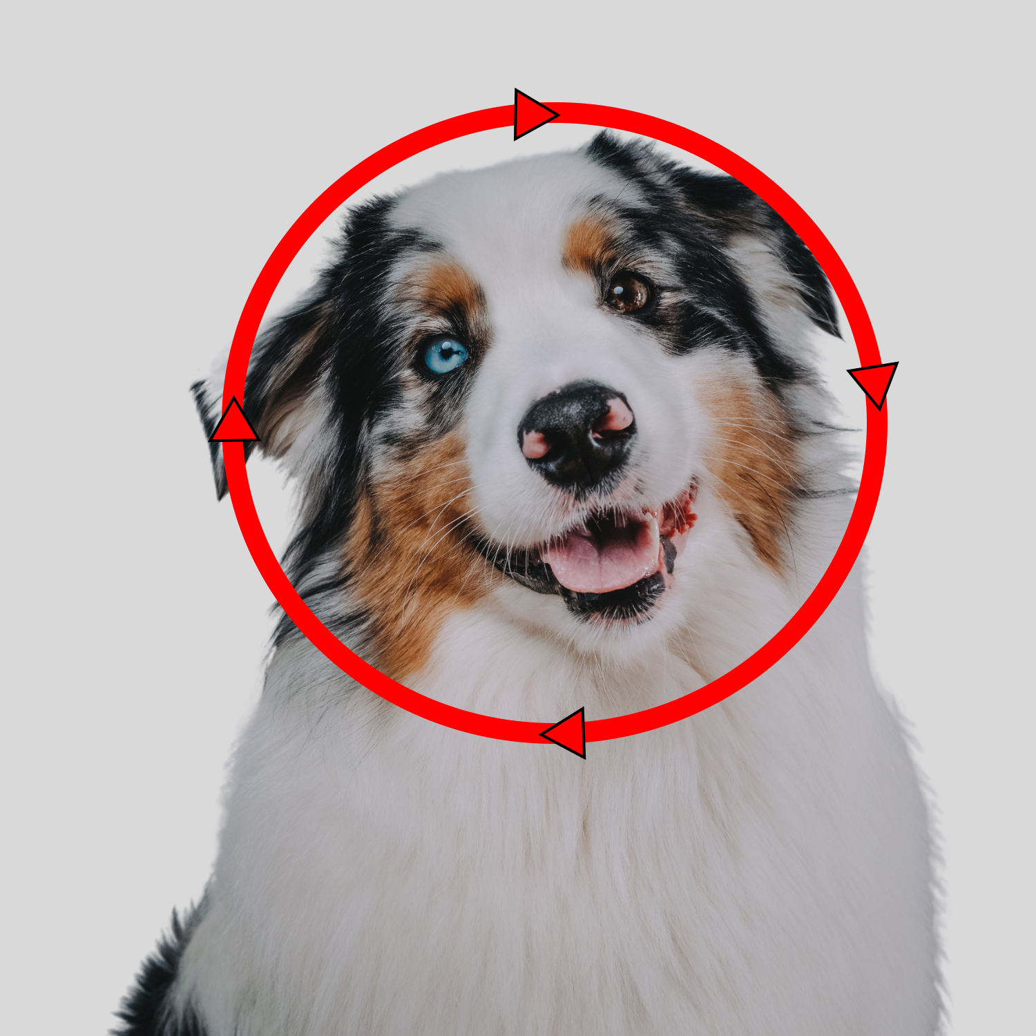 Dog Ear Muffs (40 Days Money Back) | BOLLSEN Dog+